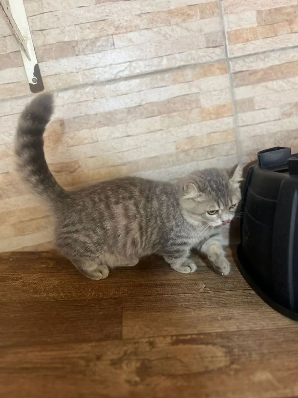 Munchkin kinkalow blue tabby macho - Foto 5