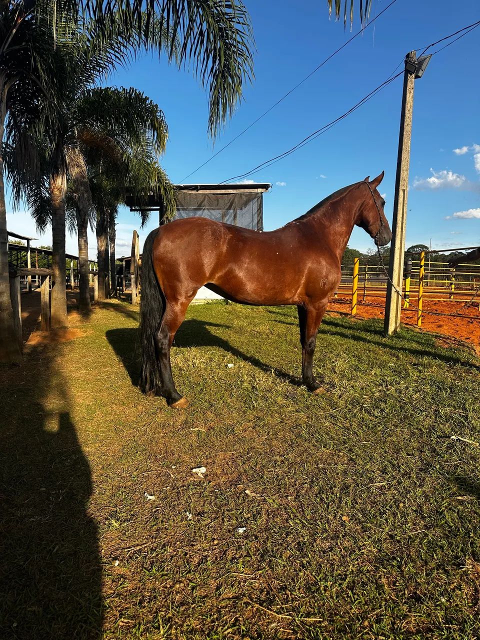 Égua mangalarga Extra - Foto 2