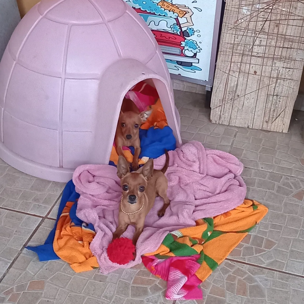 Vendo filhote de Pinscher. Fêmea. Número 1.....pai e mãe na foto..