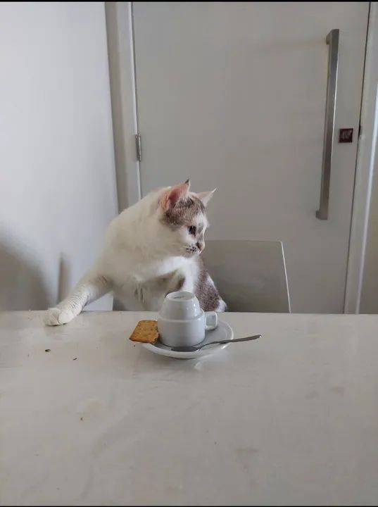 Gata branca para adoção  - Foto 6