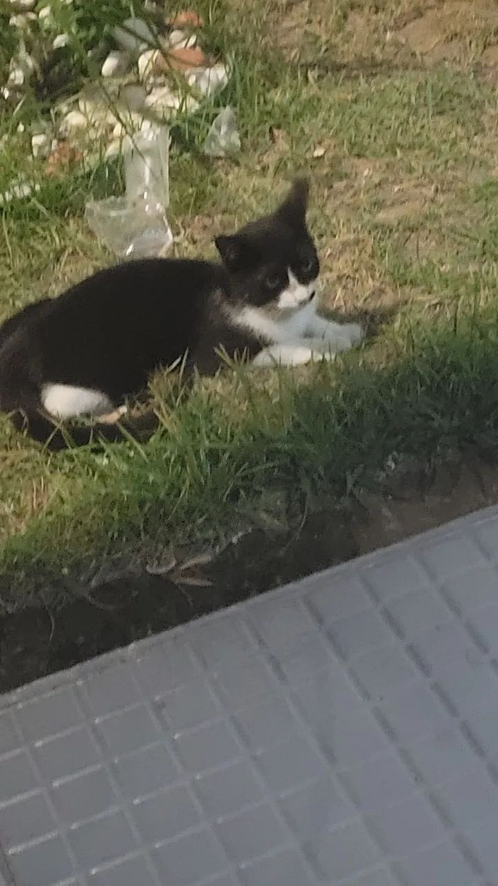 Gatinha para adoção - Foto 5