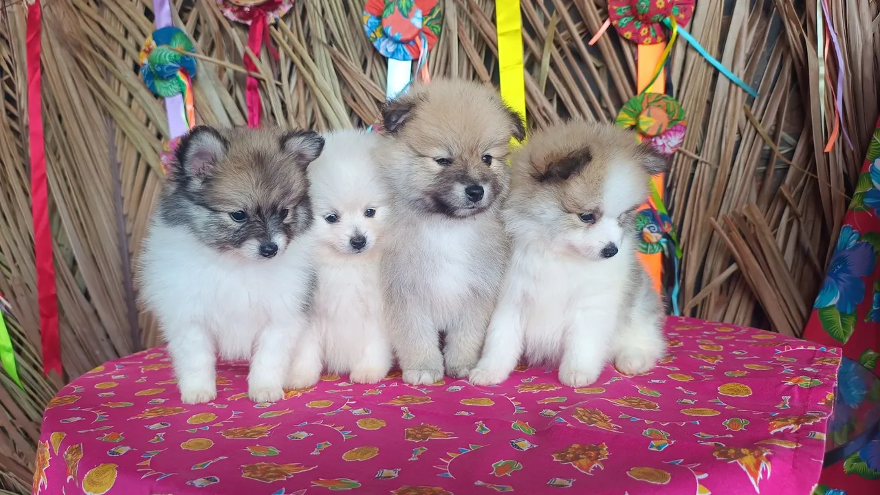Filhotes de Spitz Alemão Peq - Lulu da Pomerânia