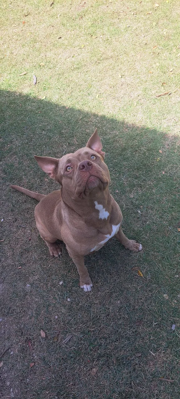 Pitt bull Disponível P cruzar 