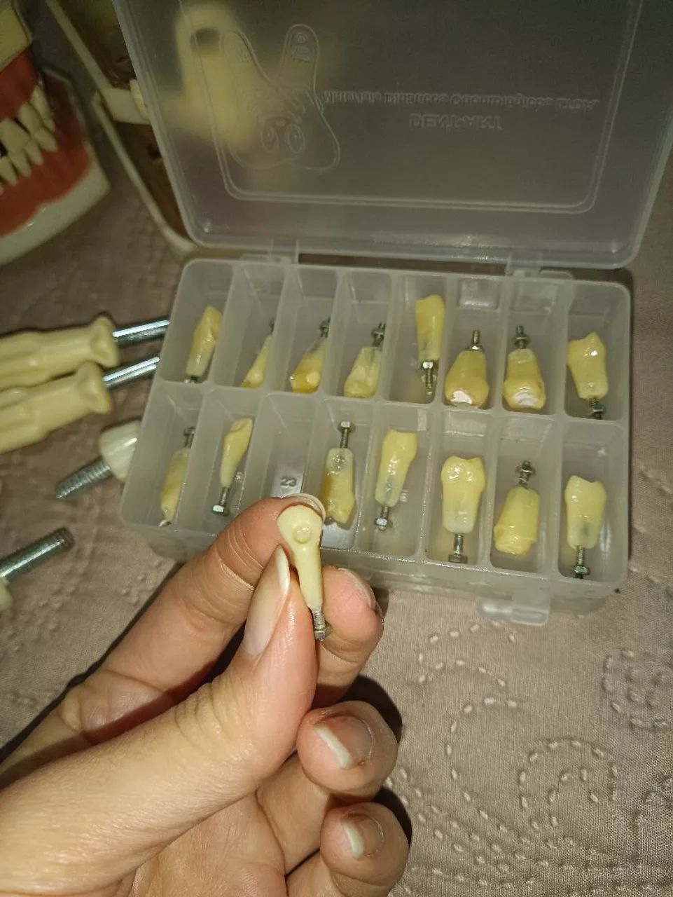 Manequins odontológicos DentArt - Perio, Endo e Dentística/fixa + kit dentes DentArt - Foto 3