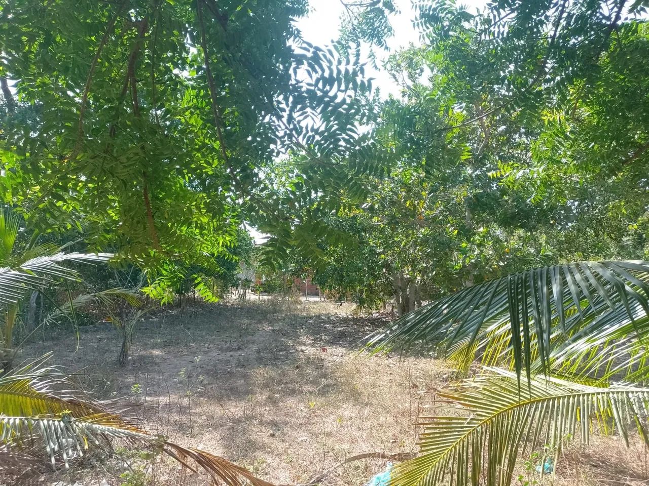 Vendo terreno em horizonte  - Foto 2