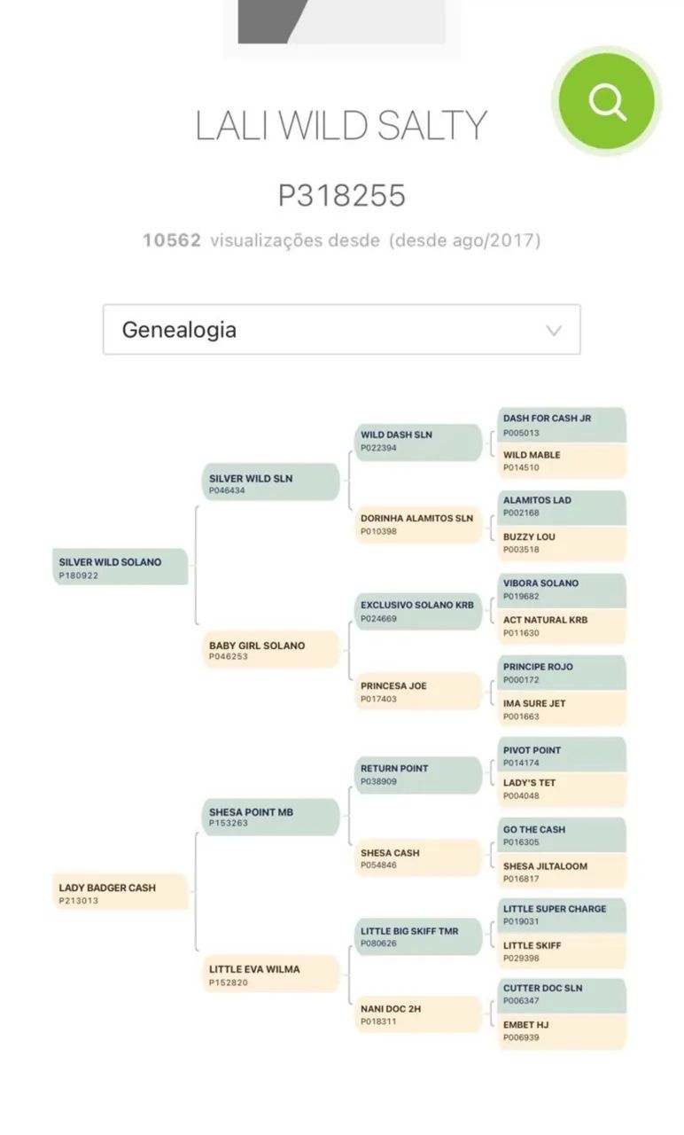 Égua Neta do Roxao esteira P.O - Foto 5