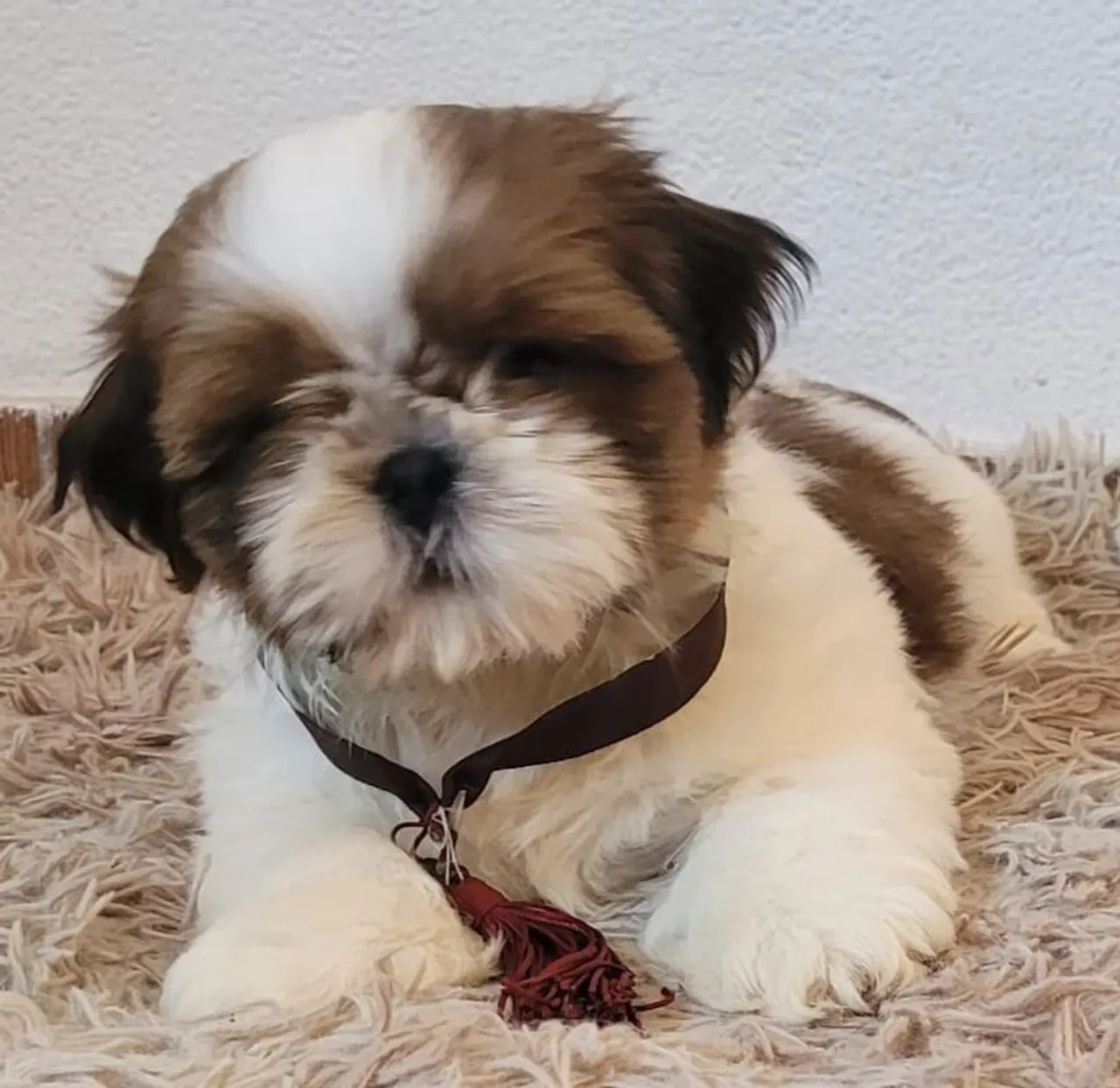 Filhote Shih Tzu