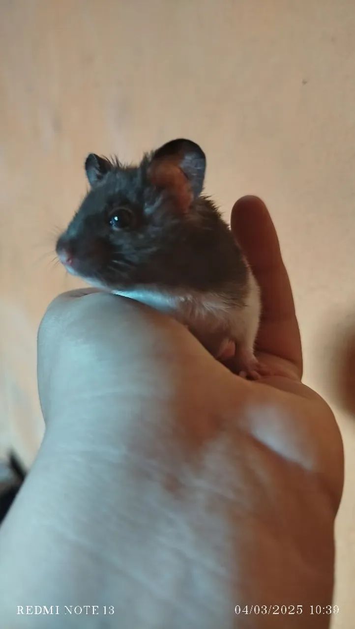Hamster  - Foto 3