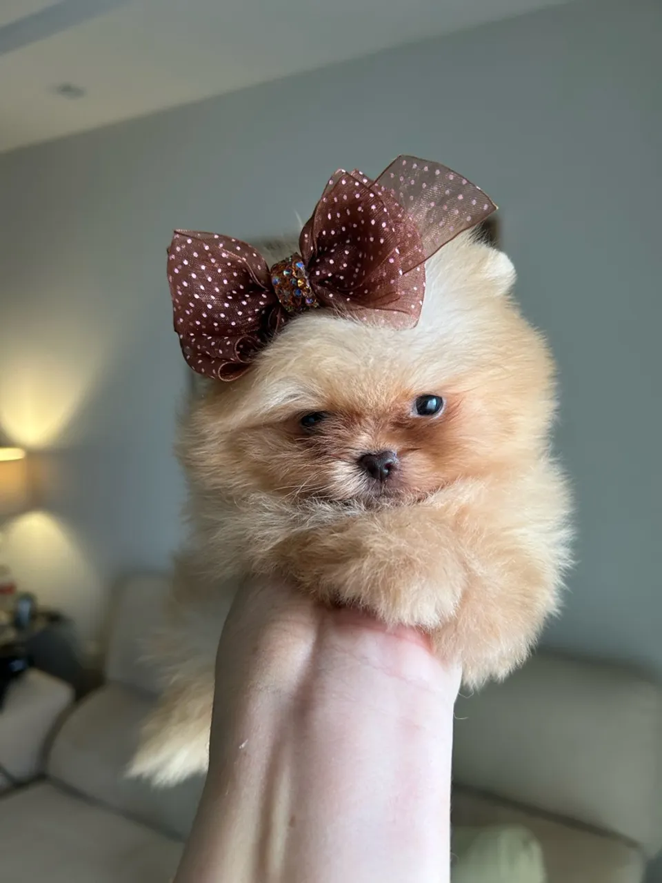 Lulu da pomerania ananzinha laranja