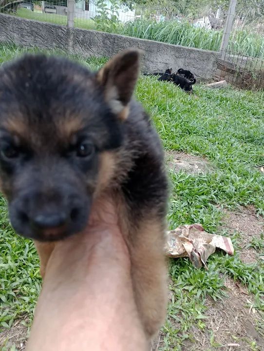 Filhote de Pastor Alemão - Foto 4