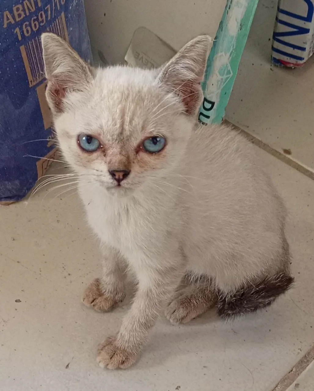 Gatinha filhote para adoção