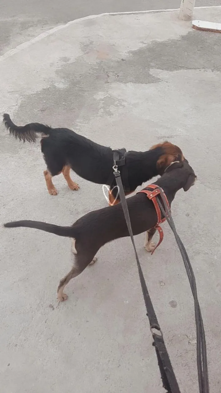 Cachorro para doação
