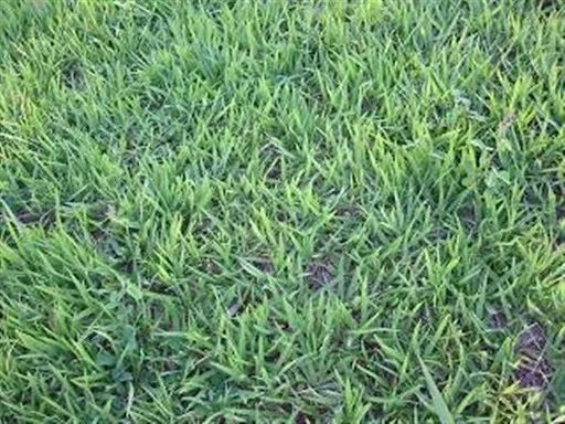 grama batatais damos plantadas com  adubo incluindo