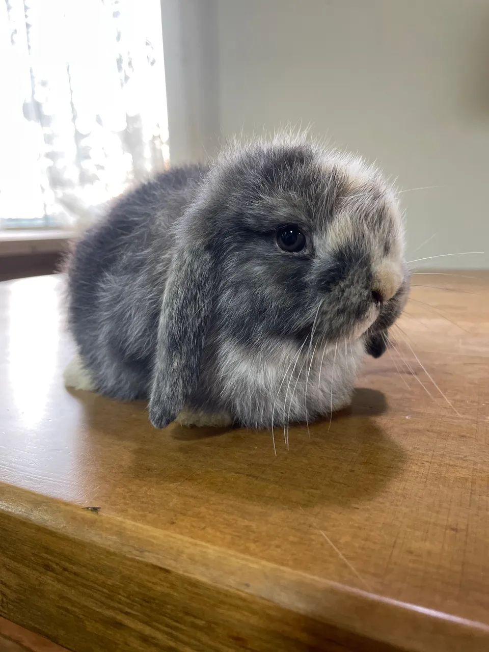 Mini Lop filhotes  - Foto 3