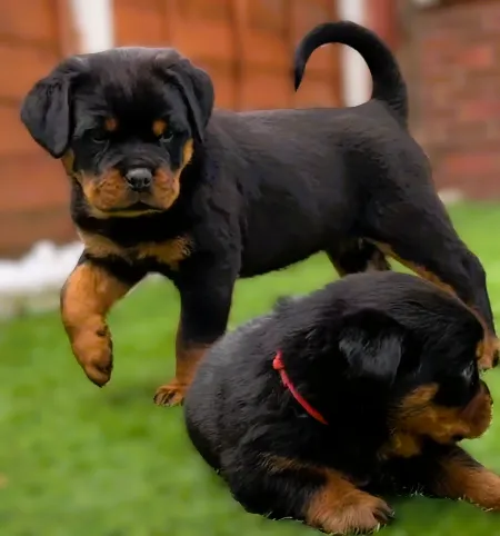 MARAVILHOSOS EXEMPLARES DA RAÇA ROTTWEILER ALEMÃO, WHATSAPP NA DESCRIÇÃO