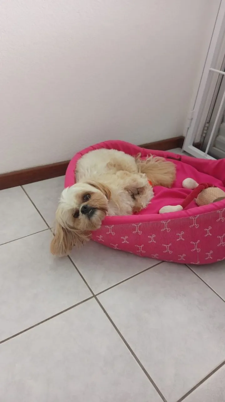 Procuro Shih Tzu pra adoção