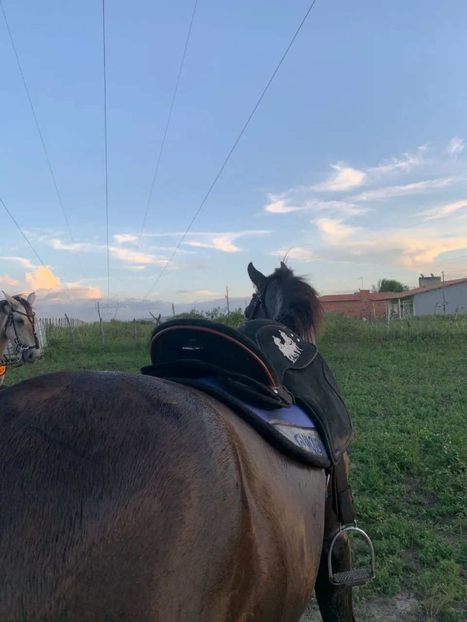 Cavalo para venda