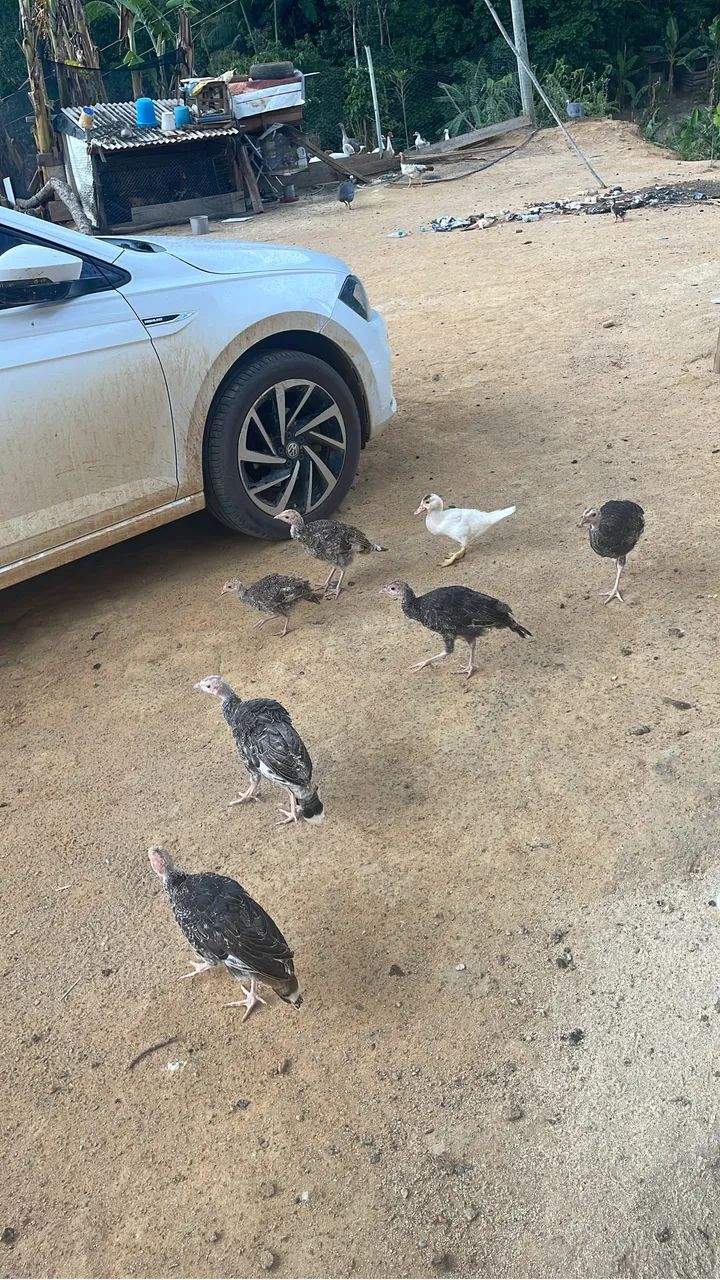 Perus com 1 mês e outros com 3 meses  - Foto 2