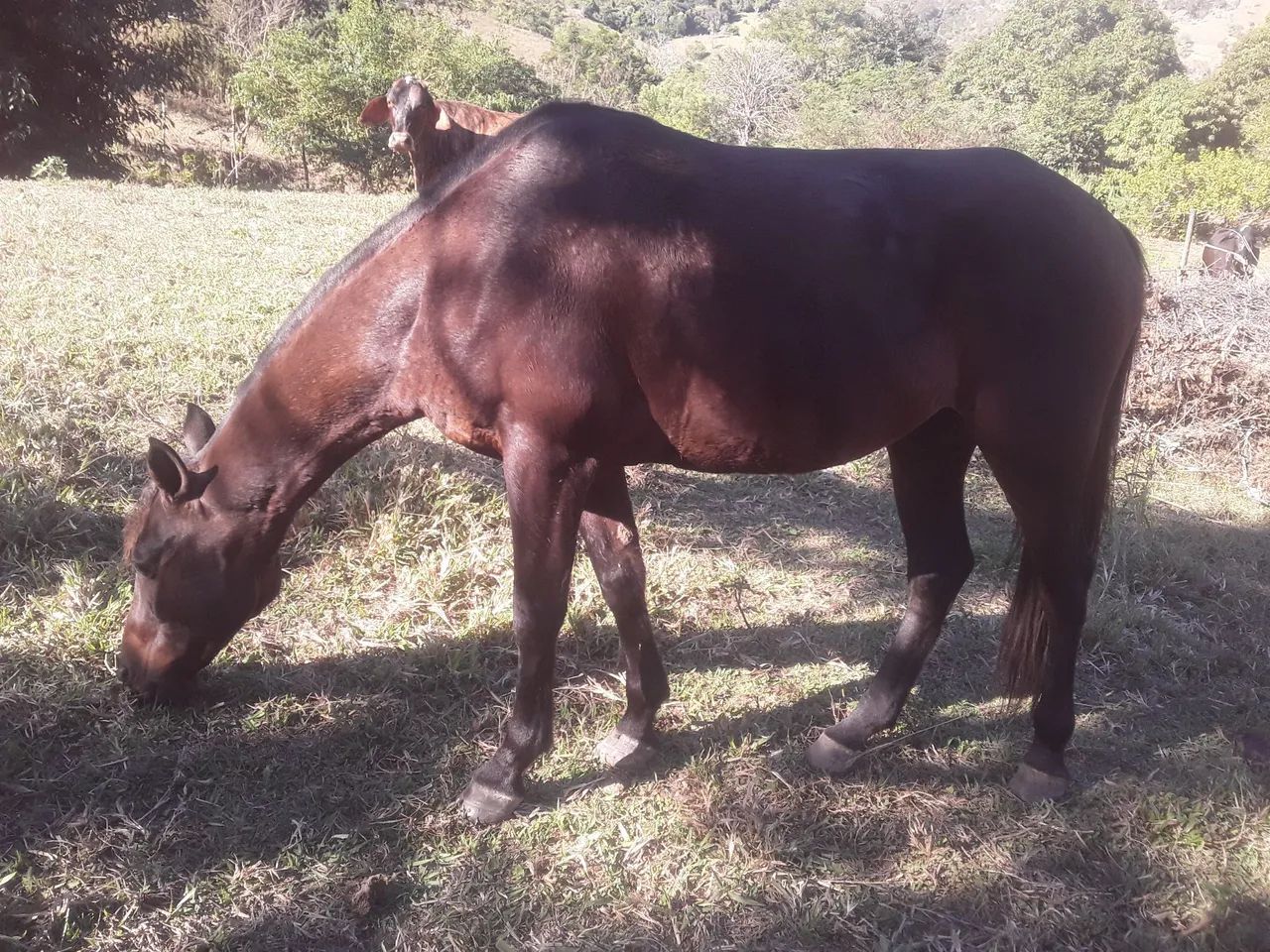 Vendo barato - Foto 2