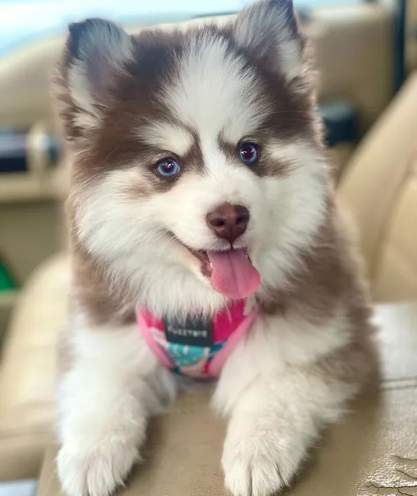  Husky Siberiano Disponível Para Compra!