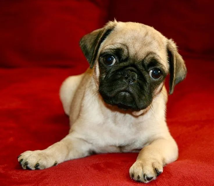 Filhote de Pug Macho e Fêmea Porte Pequeno Vacinados 