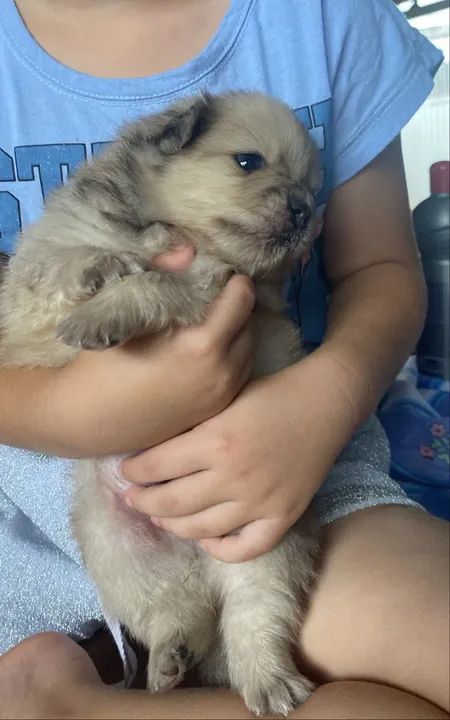 Spitz Alemão Macho - Foto 4