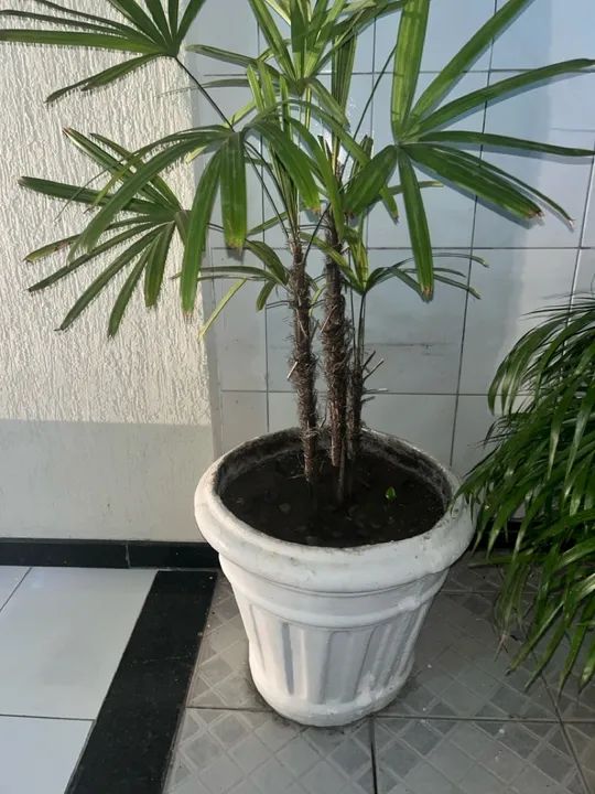 Palmeira + Jarro de cerâmica  - Foto 4