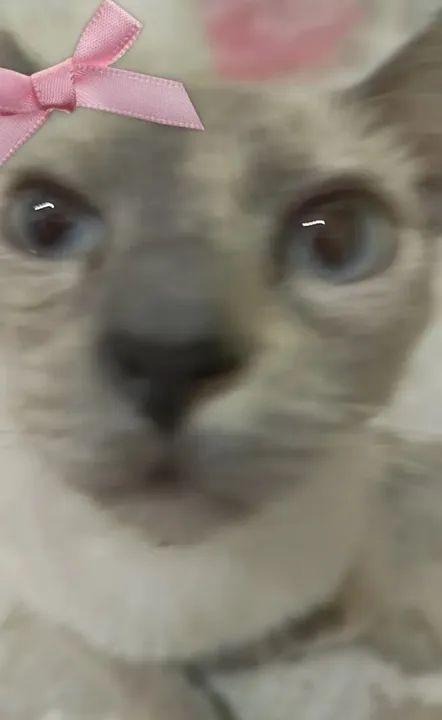 Gatinho Siamês disponível para adoção - Foto 2