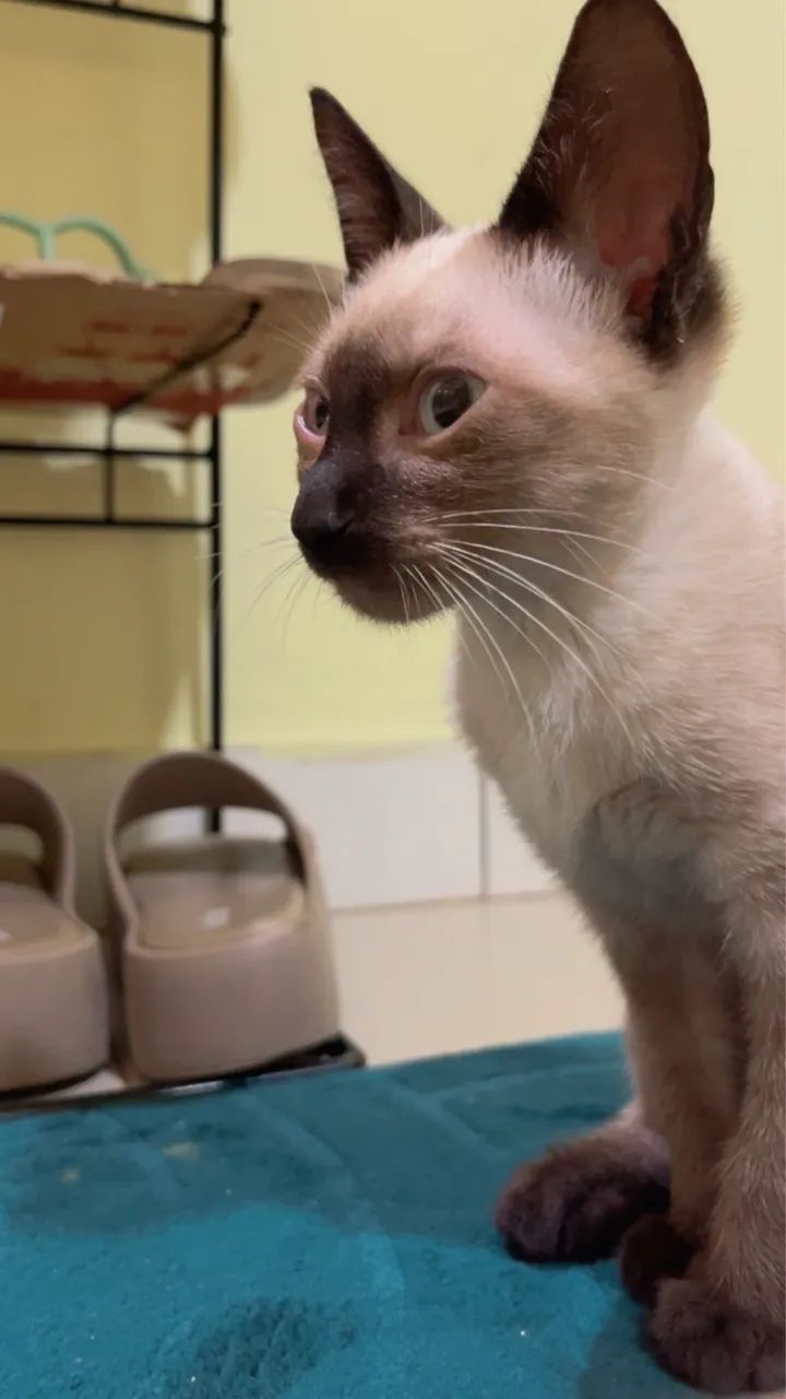 Adoção responsável  - Foto 2