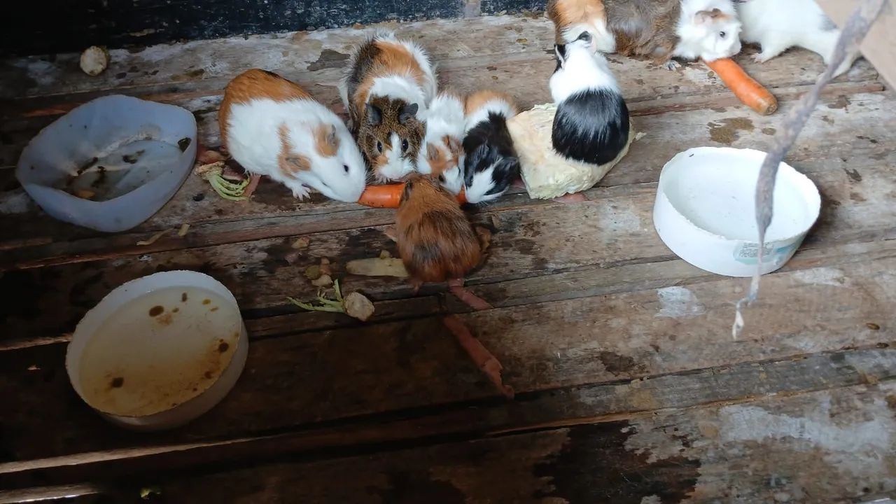 Porquinhos da india64672878314882124