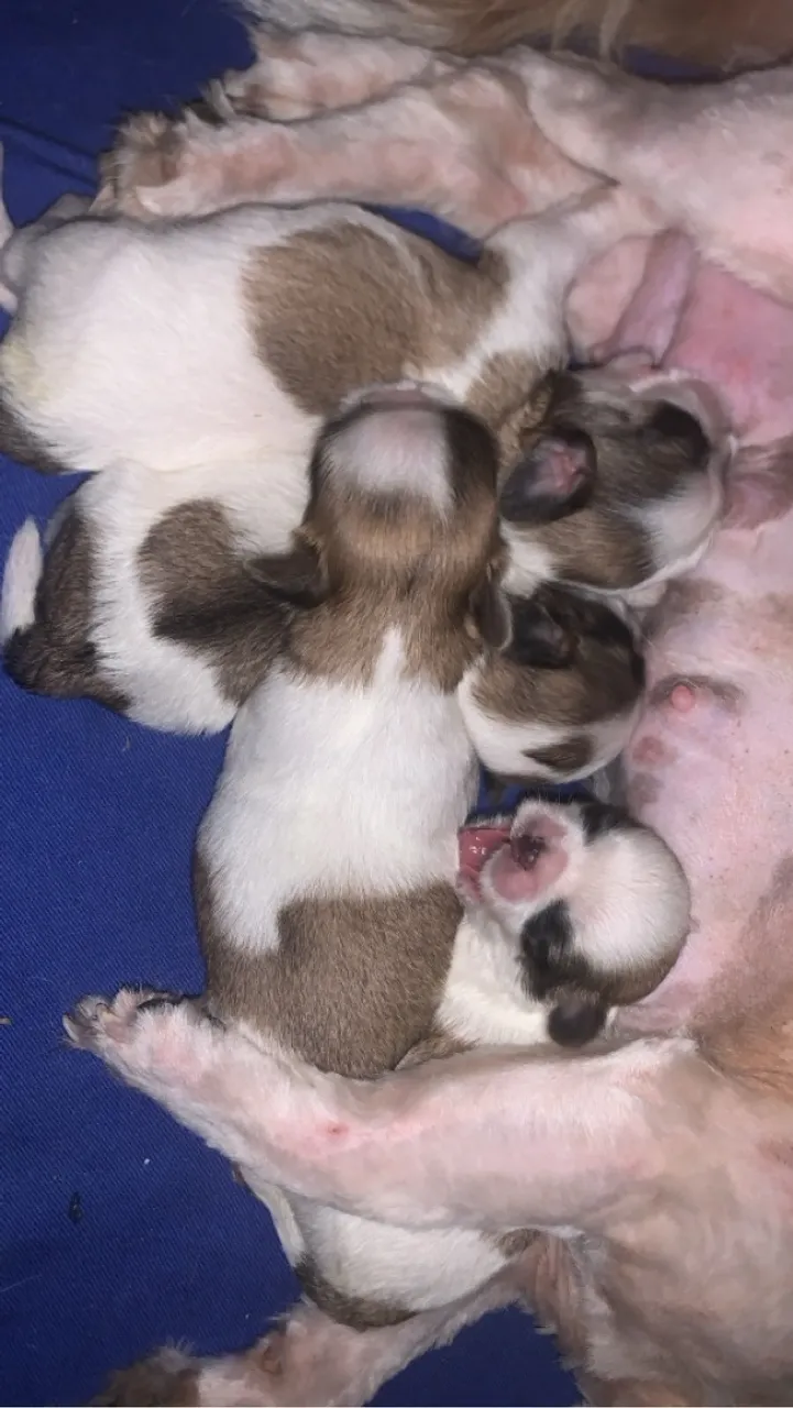 Filhotes Shih Tzu a venda