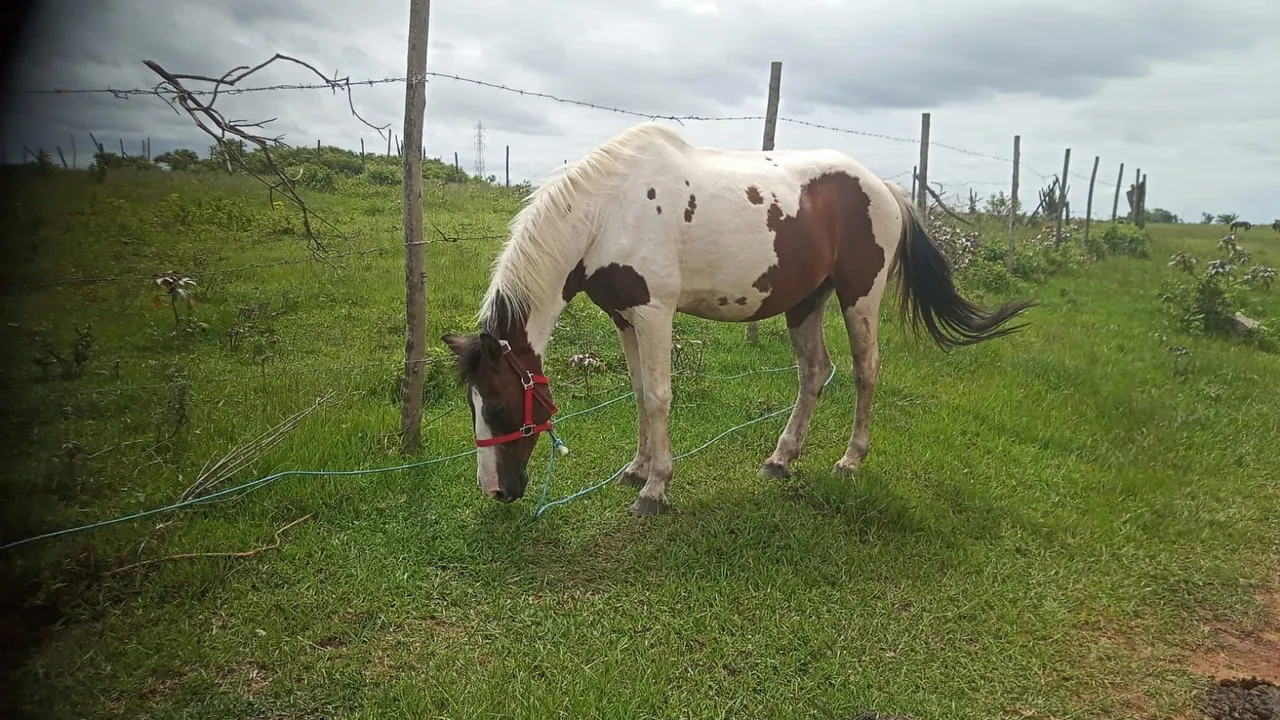Cavalo Paint Horse muito manso ideal p criança macho