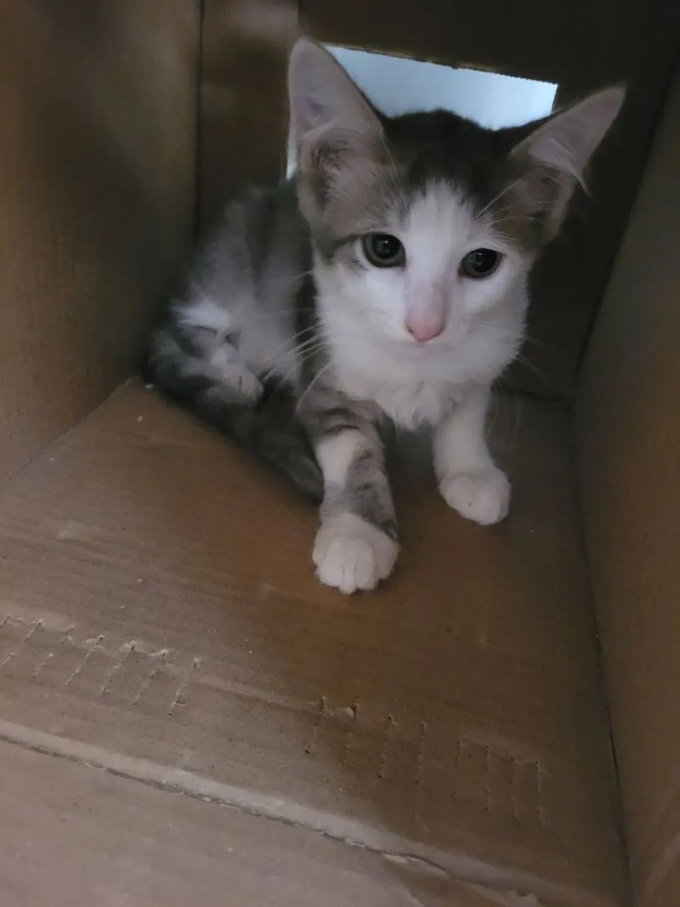 Gatinha cinza e branco disponível para adoção - Foto 2