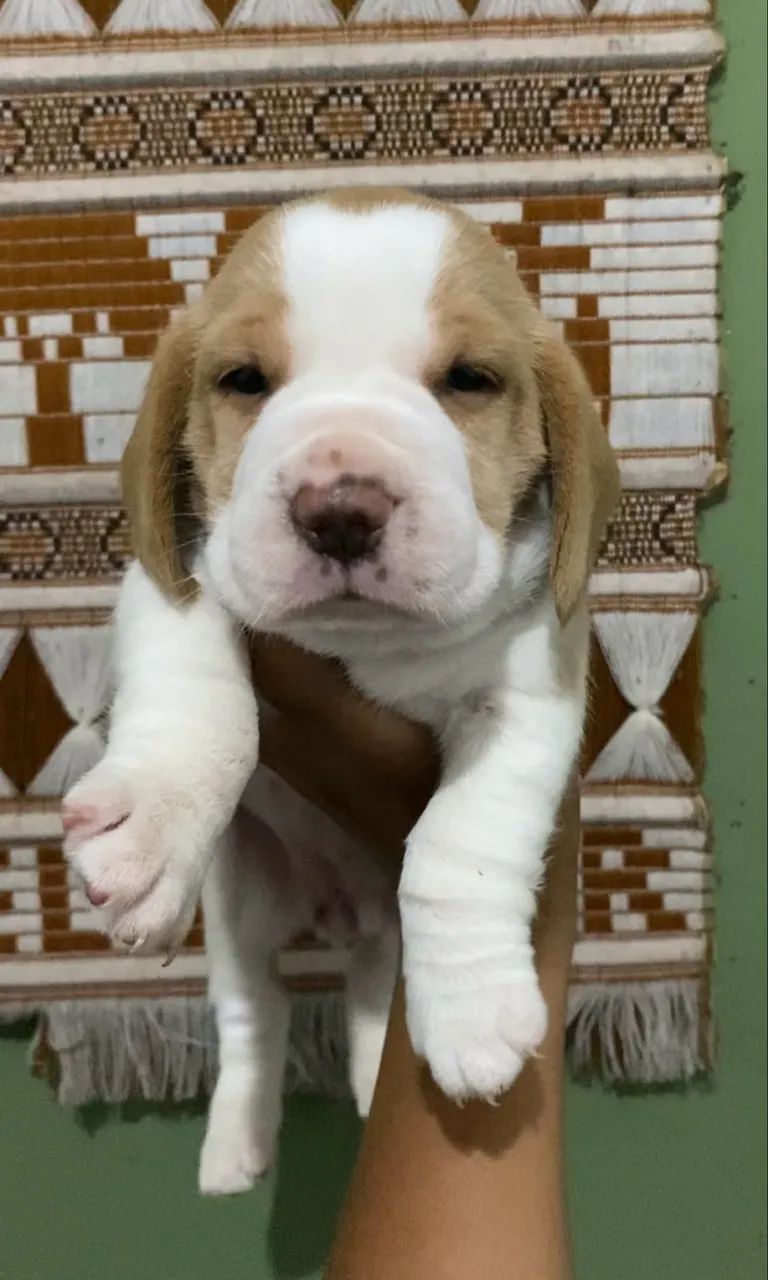 Os beaglessss - Foto 2