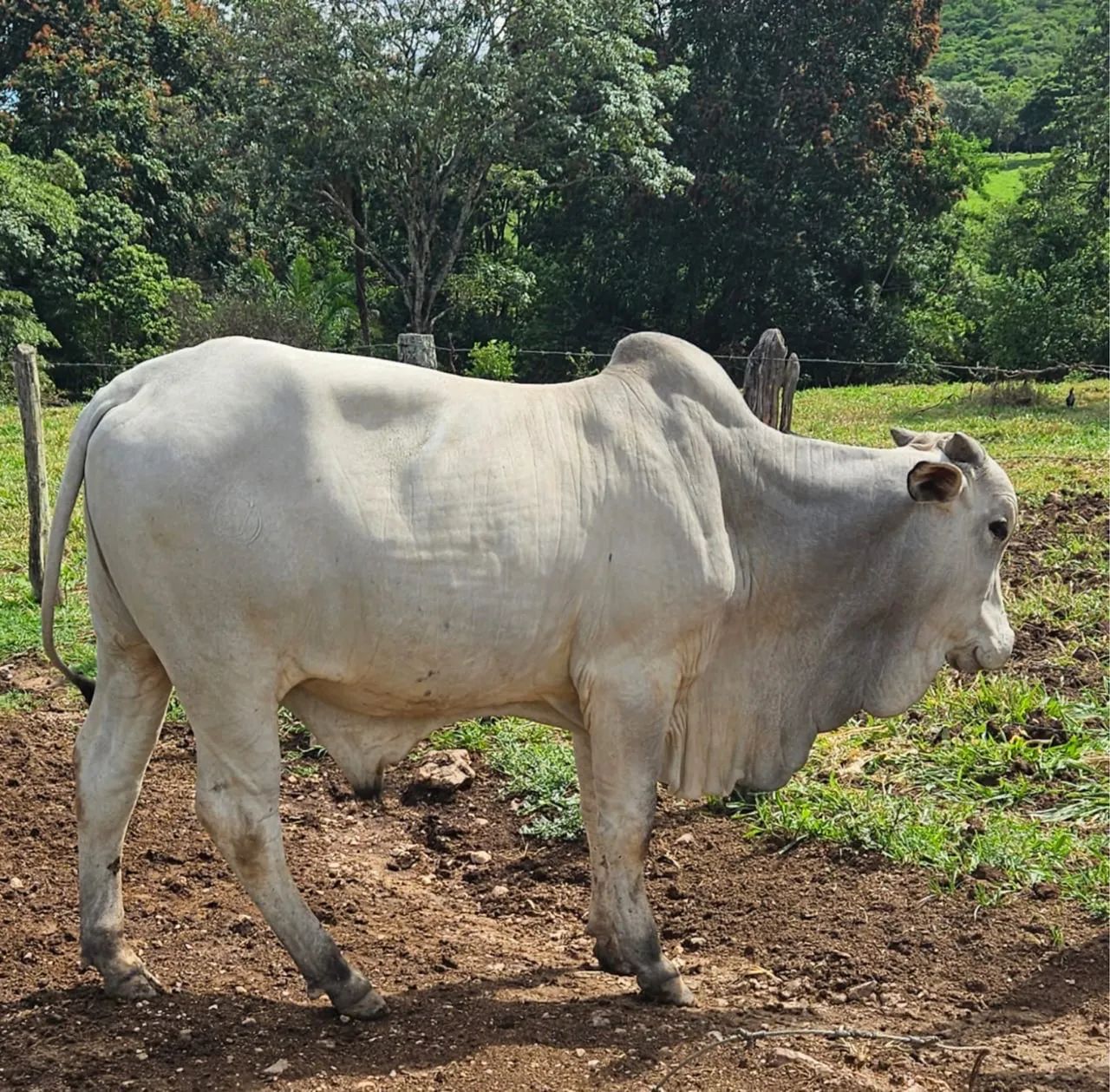 Tourinhos Nelore P.O - Foto 4