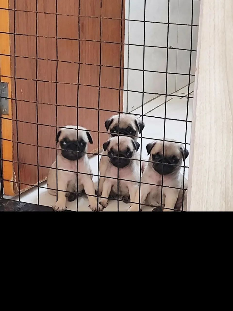 Filhotes de Pug disponível 