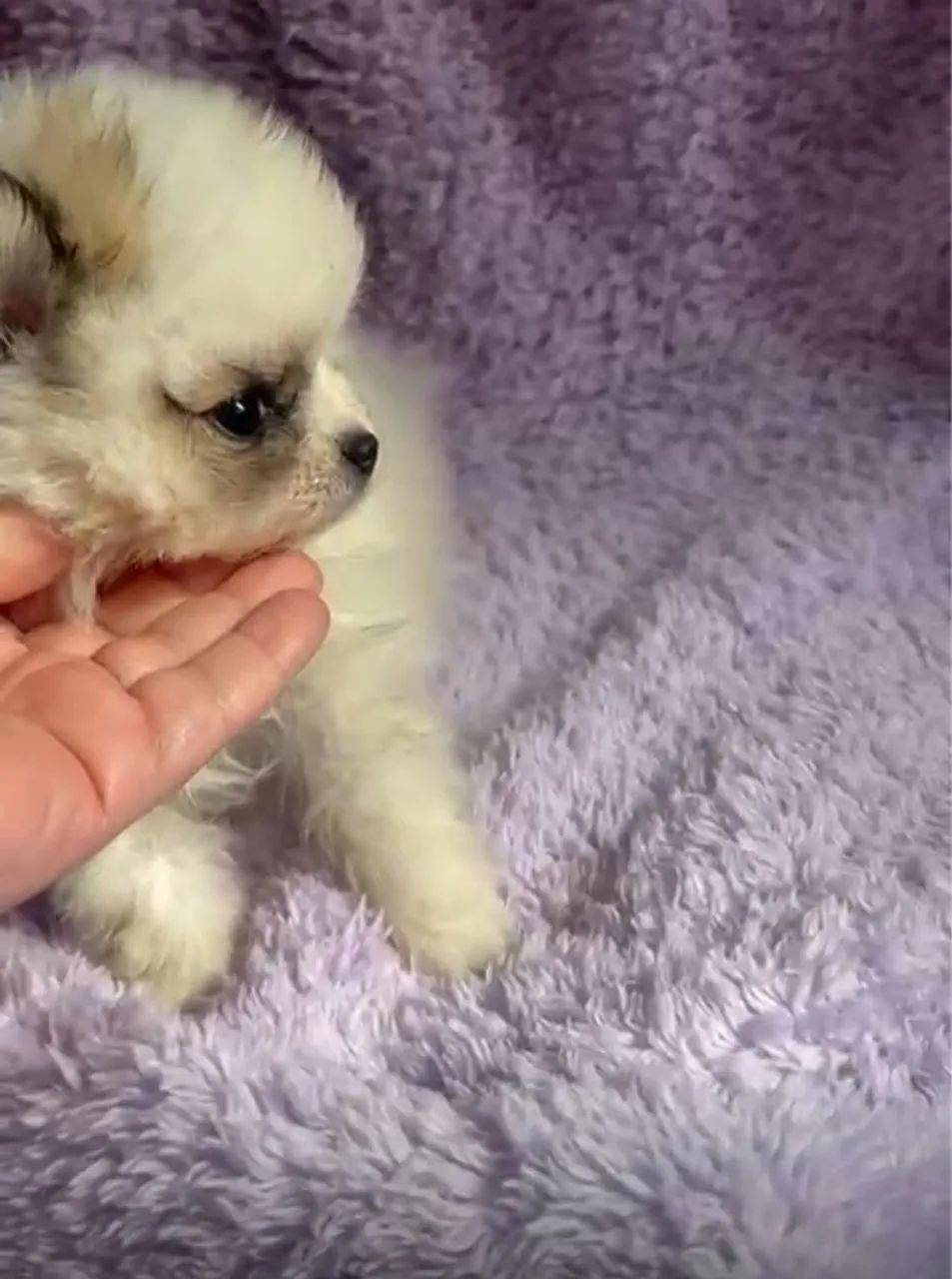 Filhote de Spitz Alemão - Uma fofura! - Foto 3
