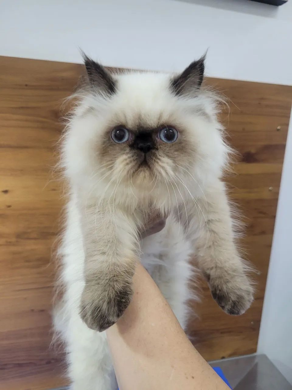 Gatinho Persa Himalaia femea