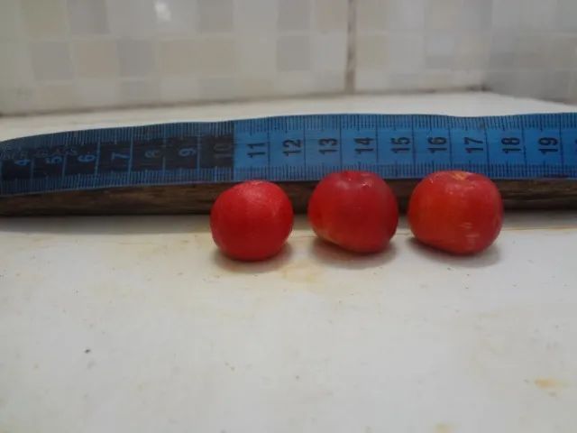Mudas acerola, tangerina, coco e manga - Foto 3