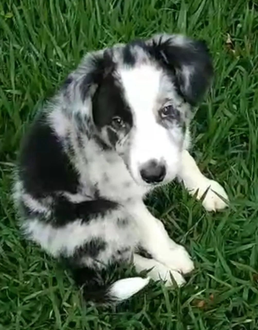 Border Collie - inteligência e beleza no mesmo cão