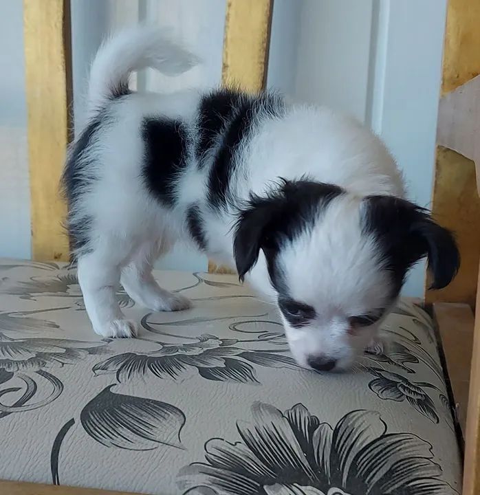 Filhotes de Chihuahua Pelo Longo - Foto 4