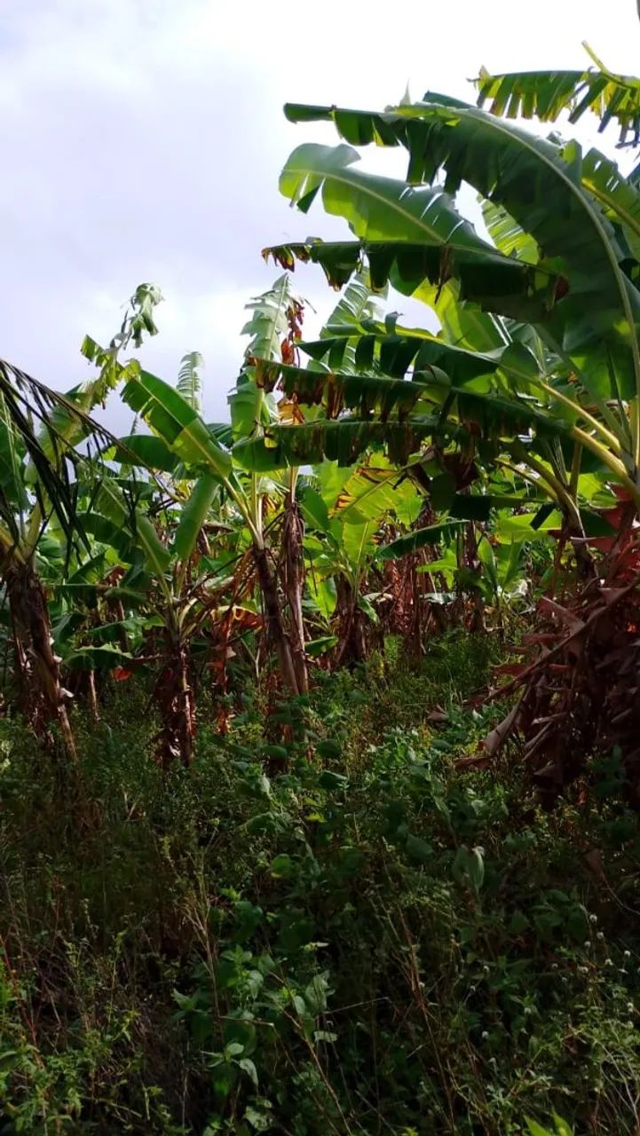 Lote com irrigação 40 hectares falar com José Bento * zap - Foto 5