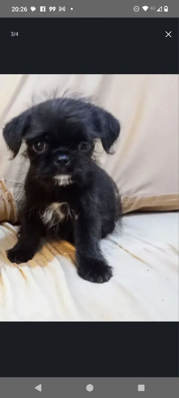 Shih Tzu com Pug Preto Fêmea