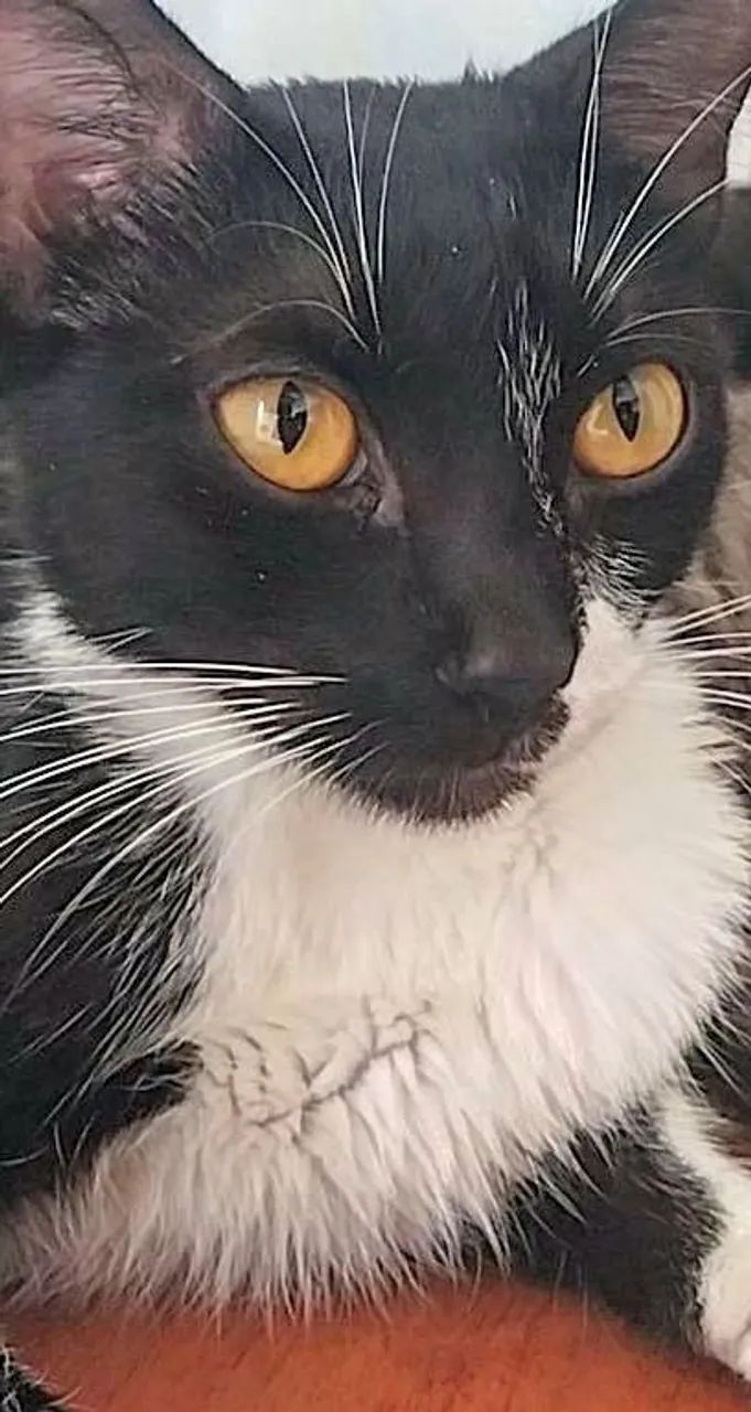 Linda Gata frajola prenha - Foto 6