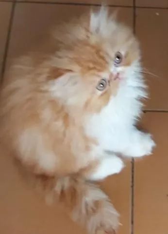 Filhotes de gatinho persa aguardando um lar 