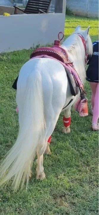 Pônei 8 anos inteiro adestrado 