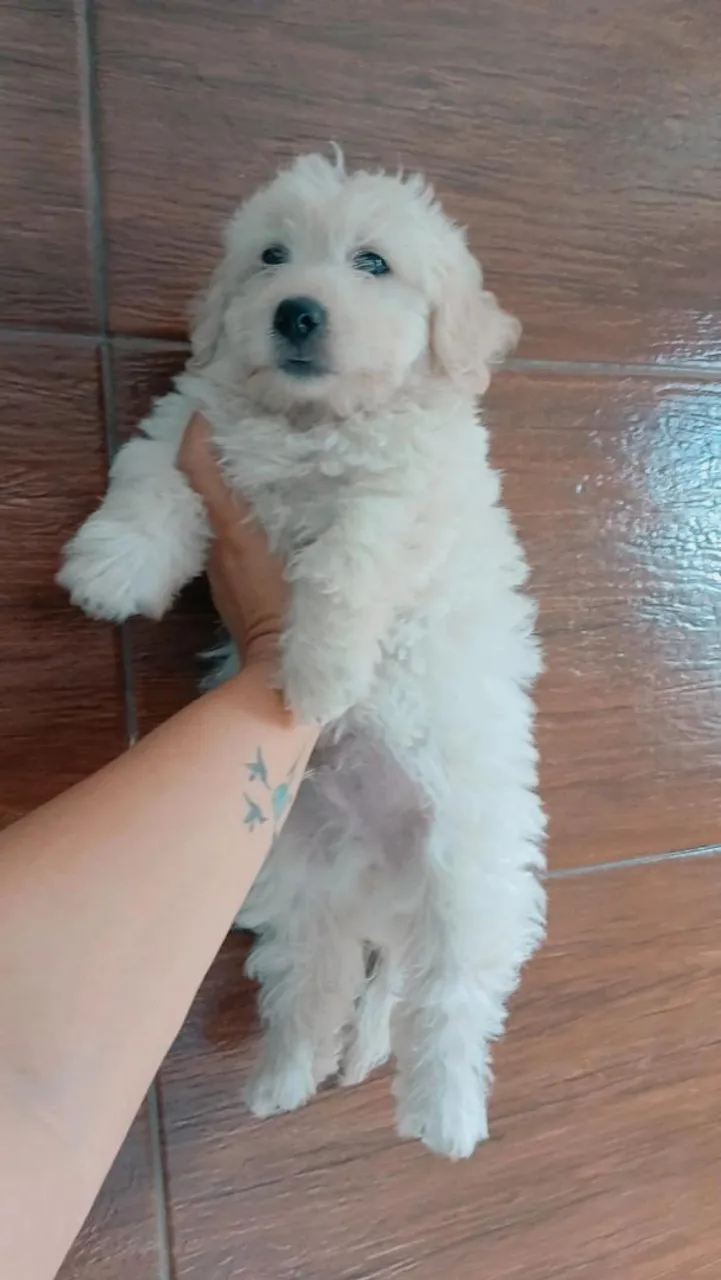 Filhote de Poodle
