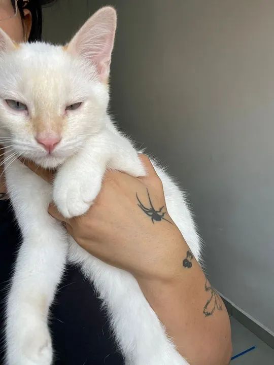 ADOÇÃO RESPONSÁVEL!!!!!! - Foto 5