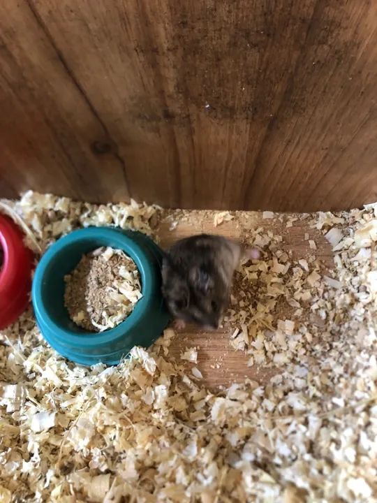 Doa-se hamster anao russo 