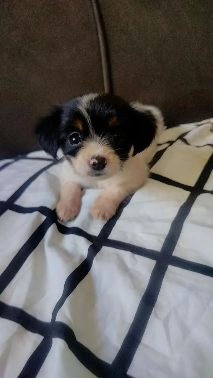 Filhotes de cachorro - Foto 5